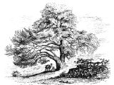Oak of Palestine (Quercus pseudo-coccifera). This is traditionally `Abraham`s Oak` near Hebron.